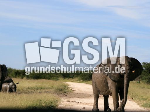Afrikanischer_Elefant_02.JPG